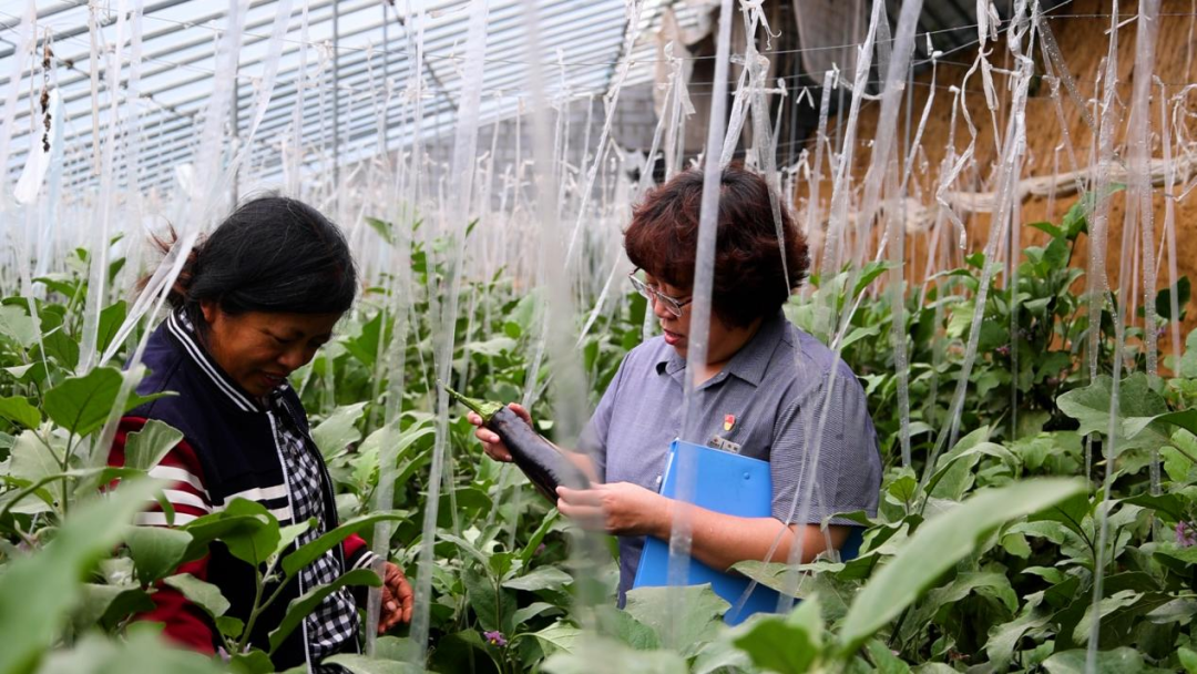從田間到舌尖，德融酒管公司鮮蔬集采供應鏈搭建完成